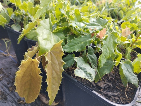 Epimedium 'Spine Tingler' (GK)