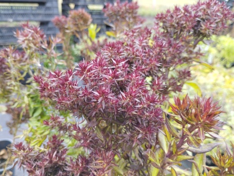 Floks 'Blind Lion'  (L)