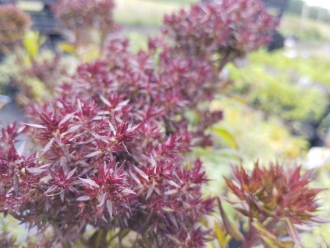 Floks 'Blind Lion' (W)