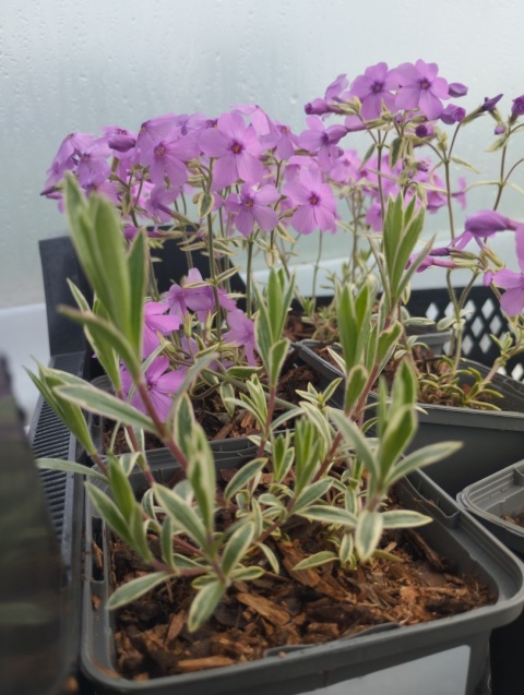 Floks płożący 'Variegata'- Phlox procumbens (L)