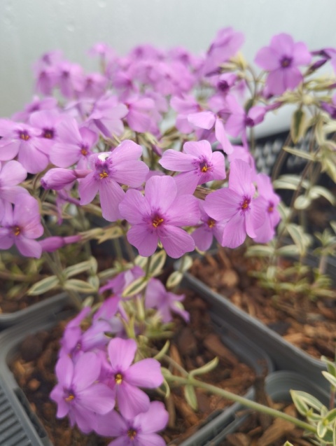 Floks płożący 'Variegata'- Phlox procumbens (L)