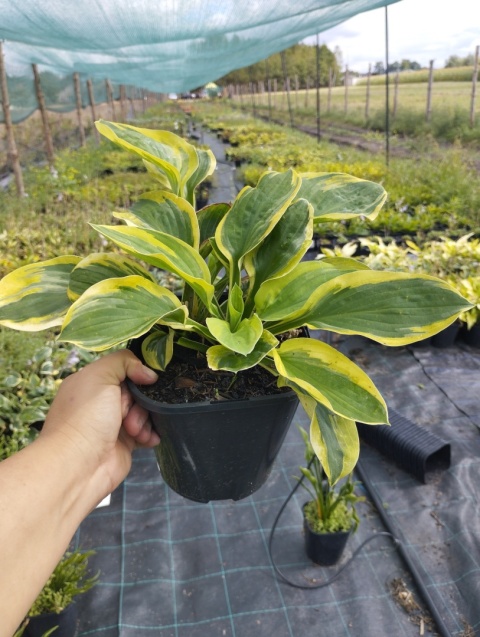 Hosta 'Carnival' (GK)