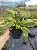 Hosta 'Carnival' (L)