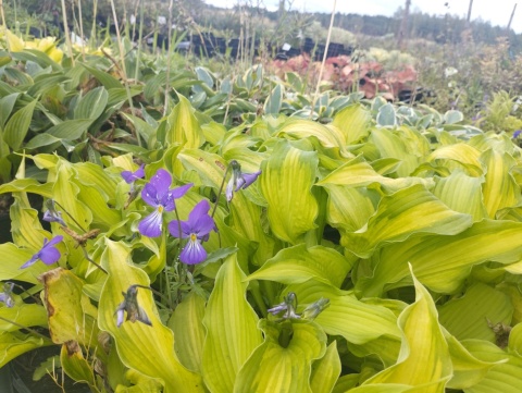 Hosta 'Emerald Ruff Cut' (L)