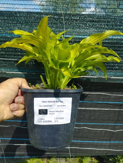 Hosta 'Emerald Ruff Cut' (L)