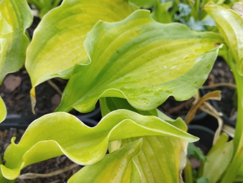 Hosta 'Emerald Ruff Cut' (W)