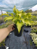 Hosta 'Emerald Ruff Cut' (W)