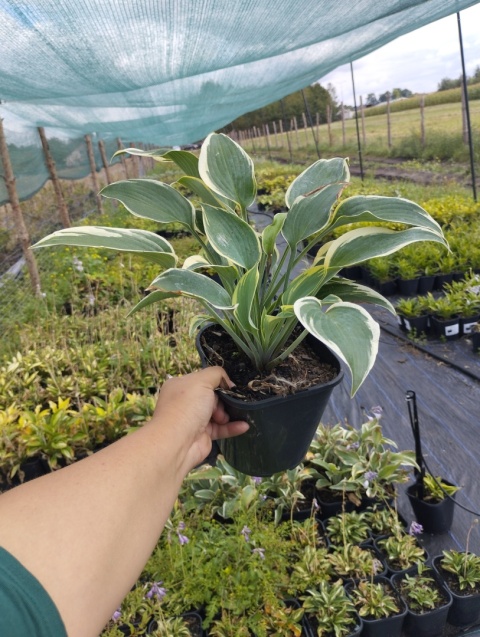 Hosta 'First Frost' (L)