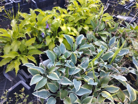 Hosta 'First Frost' (L)