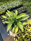 Hosta 'Gypsy Rose' (L)