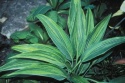 Hosta 'Hyuga Urajiro' (GK)