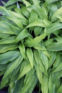 Hosta 'Hyuga Urajiro' (GK)