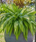 Hosta 'Hyuga Urajiro' (GK)