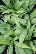 Hosta 'Hyuga Urajiro' (L)