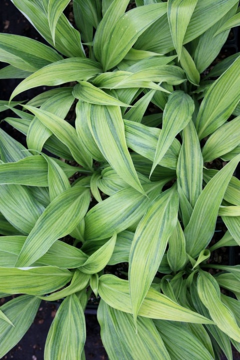 Hosta 'Hyuga Urajiro' (L)