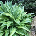 Hosta 'Hyuga Urajiro' (L)