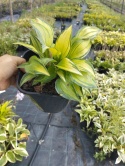Hosta 'June' (W)