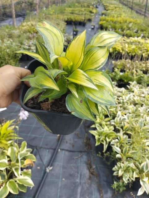Hosta 'June' (W)