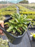 Hosta 'Pandora Box' (W)