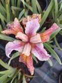 Irys 'Paprikash' (GK)