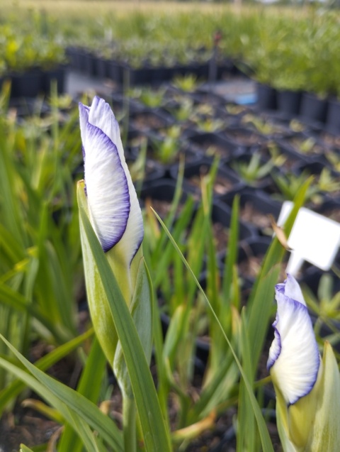 Irys gładki- Iris laevigata 'Mottled Beauty' (GK)