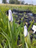 Irys gładki- Iris laevigata 'Mottled Beauty' (GK)