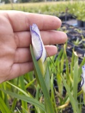 Irys gładki- Iris laevigata 'Mottled Beauty' (GK)