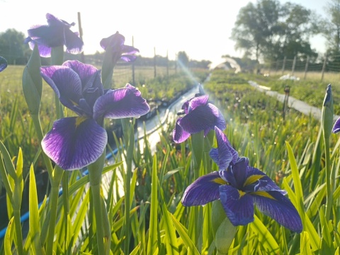 Irys mieczolistny- Iris ensata 'Chrystal Halo' (GK)