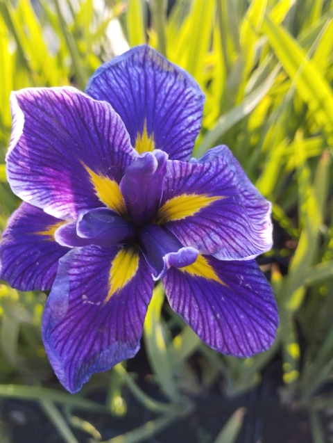 Irys mieczolistny- Iris ensata 'Chrystal Halo' (GK)
