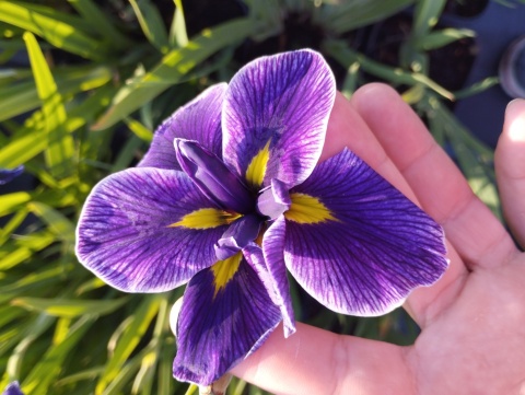 Irys mieczolistny- Iris ensata 'Chrystal Halo' (GK)