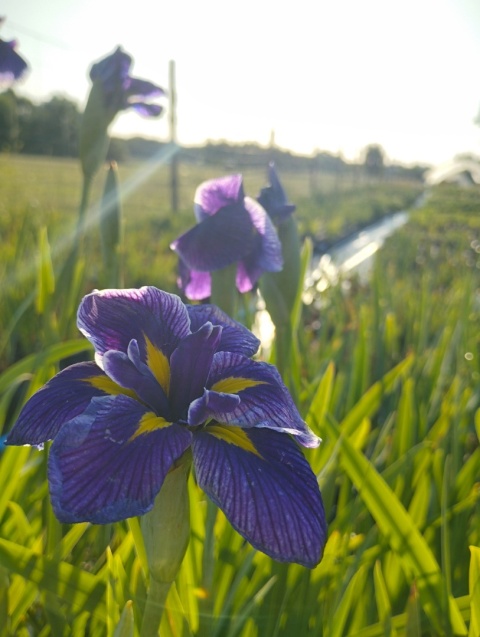 Irys mieczolistny- Iris ensata 'Chrystal Halo' (GK)