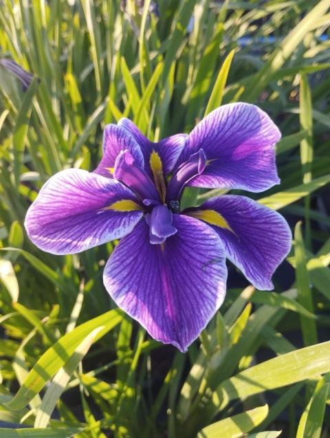 Irys mieczolistny- Iris ensata 'Chrystal Halo' (GK)