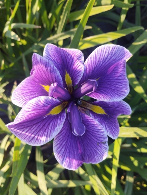 Irys mieczolistny- Iris ensata 'Chrystal Halo' (GK)