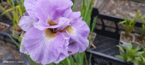 Irys syberyjski 'Rosy Bows' (W)