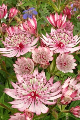 Jarzmianka- Astrantia maj. 'Sparkling Stars Pink' ® (GK)