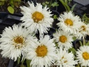 Jastrun- Leucanthemum 'Coconut' (L)