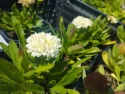 Jastrun- Leucanthemum 'Luna' (L)