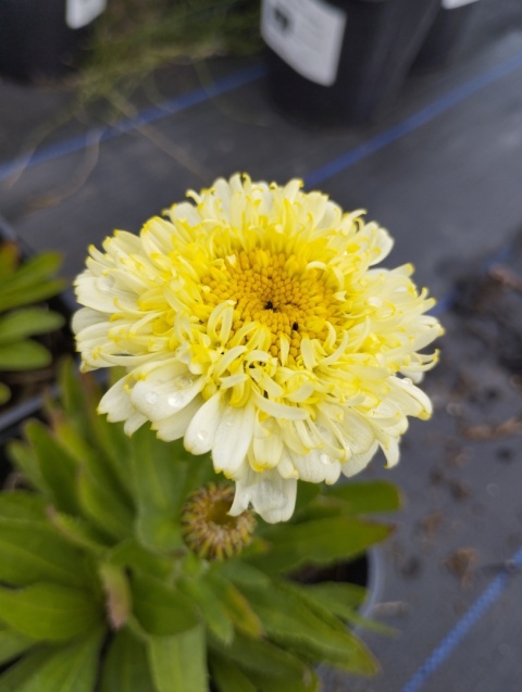 Jastrun- Leucanthemum 'Luna' (L)