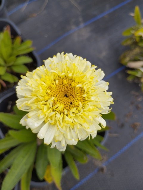 Jastrun- Leucanthemum 'Luna' (W)