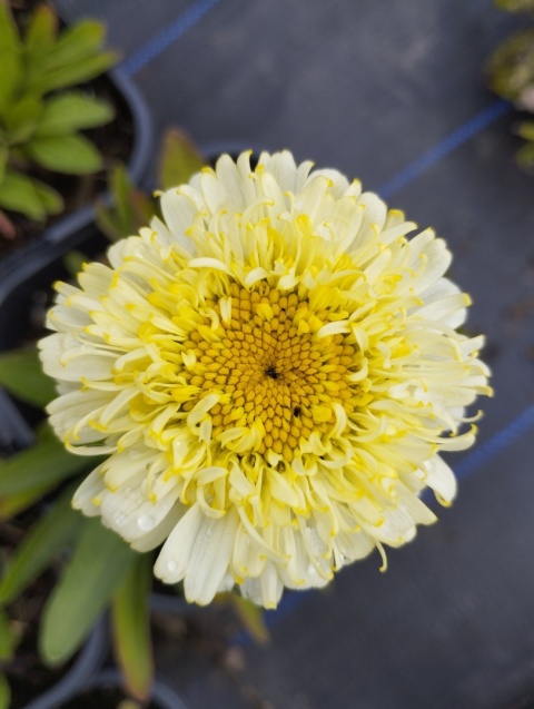 Jastrun- Leucanthemum 'Luna' (W)