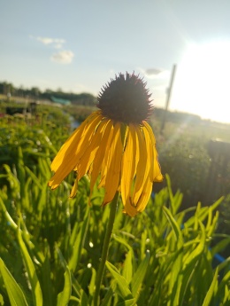Jeżówk- Echinacea Paradoxa (GK)