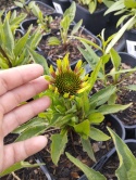 Jeżówka- Echinacea 'Choco Green' (L)