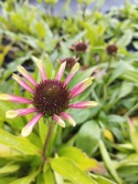 Jeżówka- Echinacea 'Choco Green' (L)