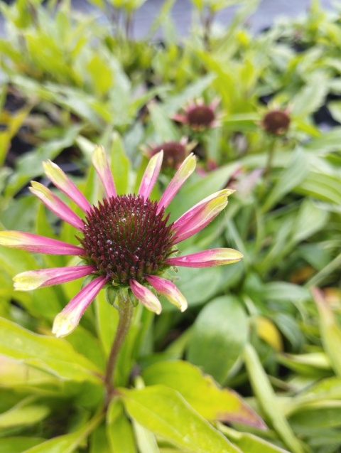 Jeżówka- Echinacea 'Choco Green' (L)