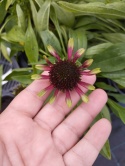 Jeżówka- Echinacea 'Choco Green' (L)