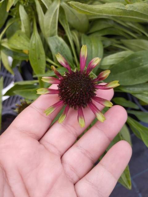 Jeżówka- Echinacea 'Choco Green' (L)