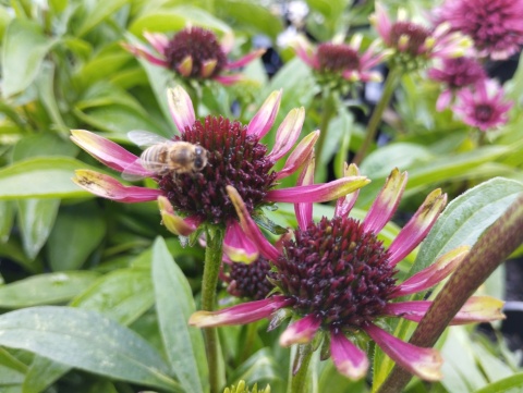 Jeżówka- Echinacea 'Choco Green' (L)