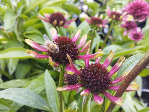 Jeżówka- Echinacea 'Choco Green' (L)