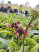 Jeżówka- Echinacea 'Choco Green' (L)