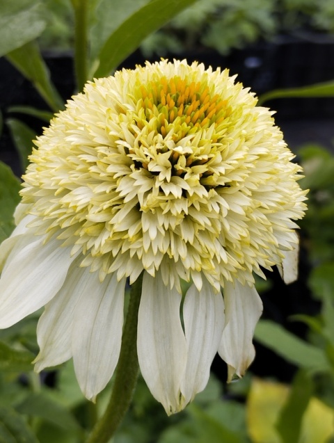 Jeżówka- Echinacea 'Coconut Lime' (GK)